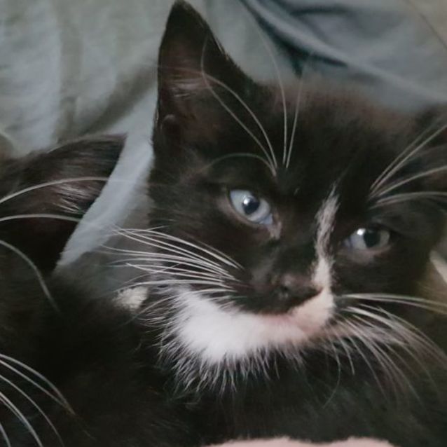 Photo of Boaz 😺💙