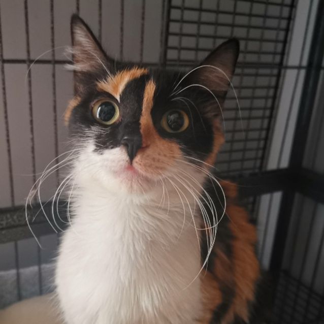 Photo of Calister (Aka Cali)