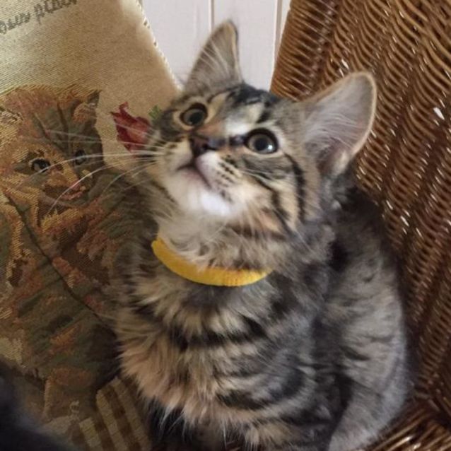 Photo of Kirby ^^Dandy Cat Rescue^^