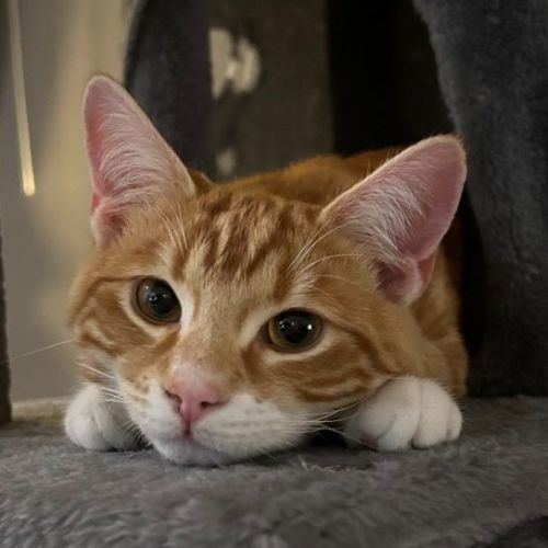 Dave **2nd Chance Cat Rescue**