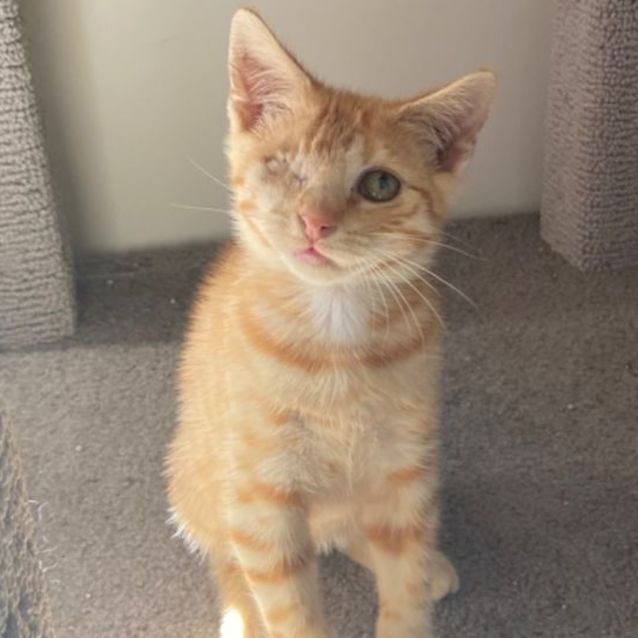 Photo of Captain Jack Sparrow