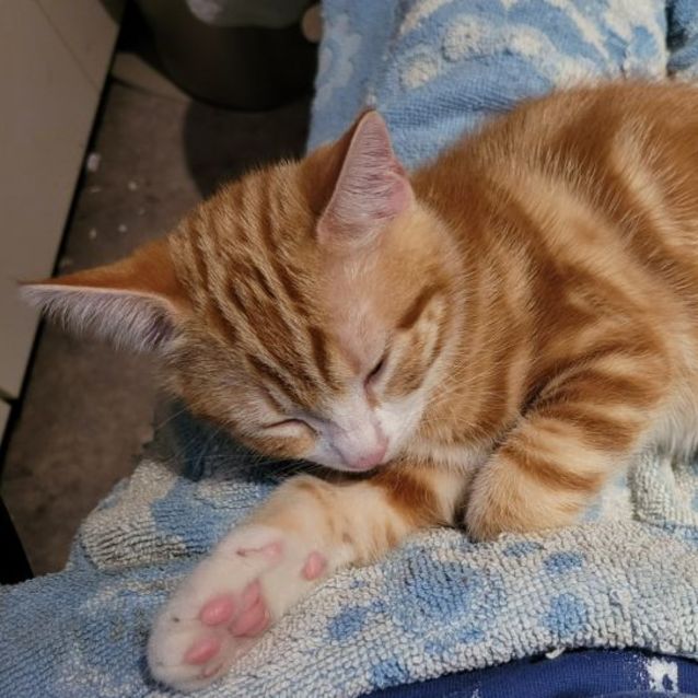 Photo of Ginge