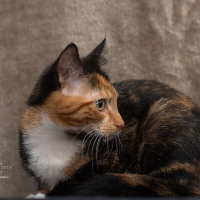 Photo of Twix **2nd Chance Cat Rescue**
