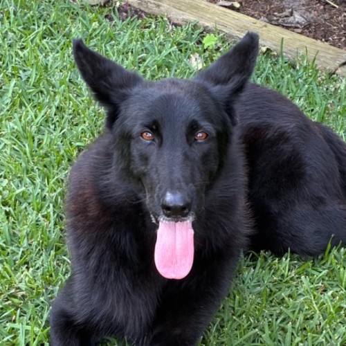 Indi