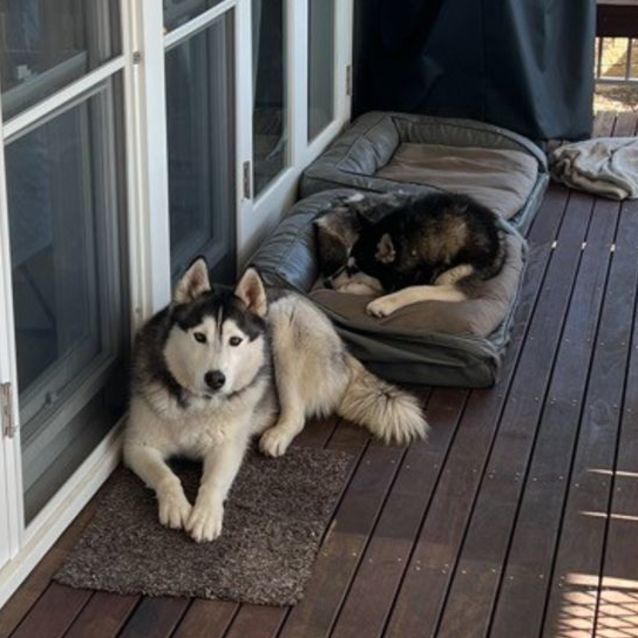 Photo of Hunter And Nala ❤️