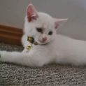 Photo of Opal