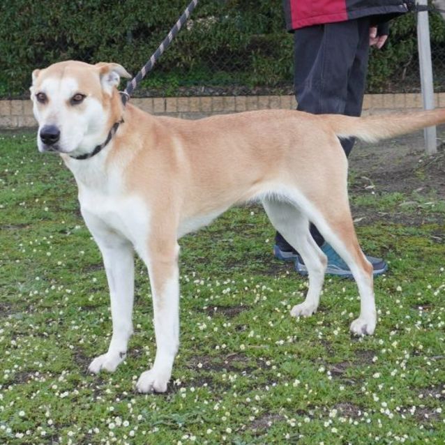 Photo of Indi
