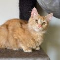 Photo of Mali **2nd Chance Cat Rescue