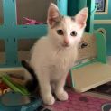 Photo of Suki