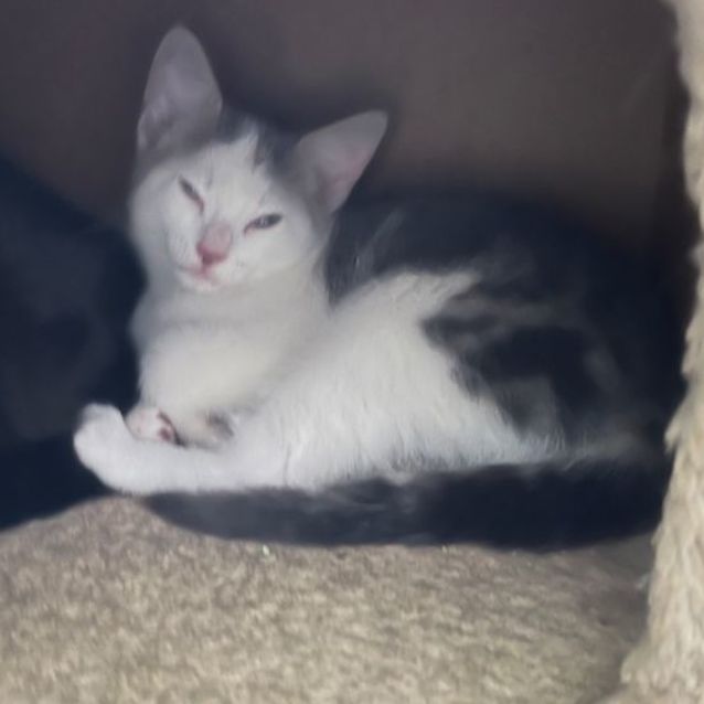 Photo of Morty *9 Lives Project Rescue*