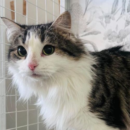 Opal - Meet me at Nellys Ark