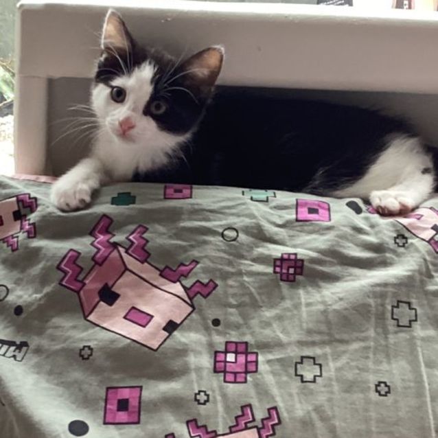 Photo of Henry Meet Me At Petstock Hastings Store 