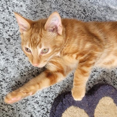 Bandit - Reduced Adoption Fee