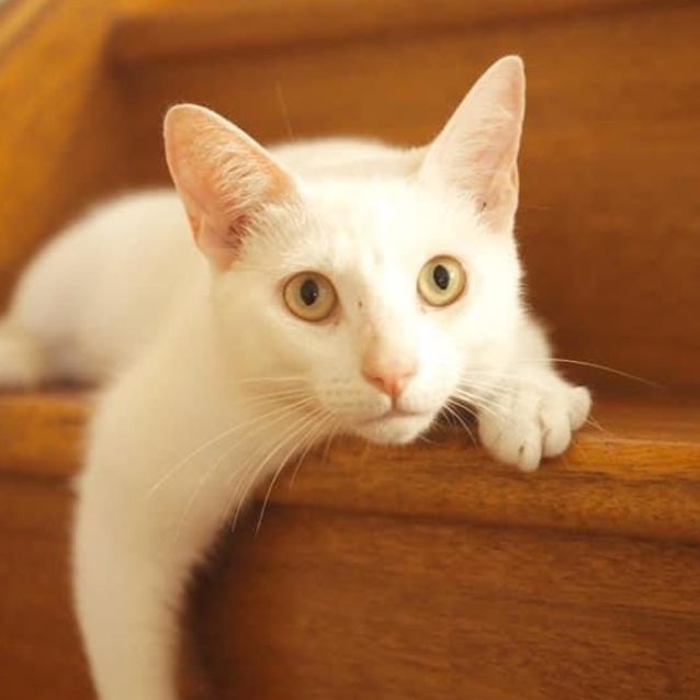 Photo of Kora ~ 1yr Old Female Cat (On Trial 4/1/21)