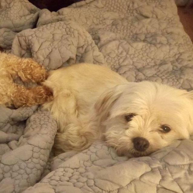 Photo of Rosie & Lulu