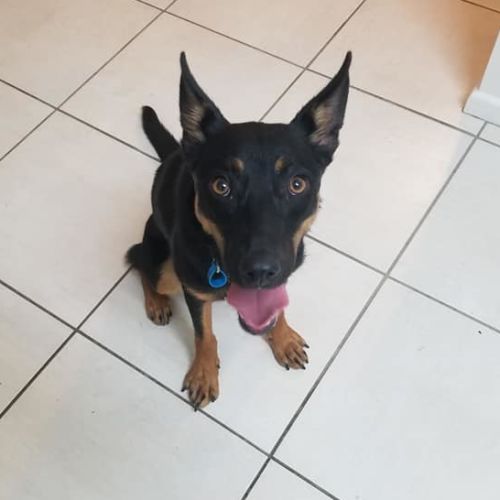 Josie 
