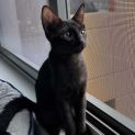 Photo of Oscar