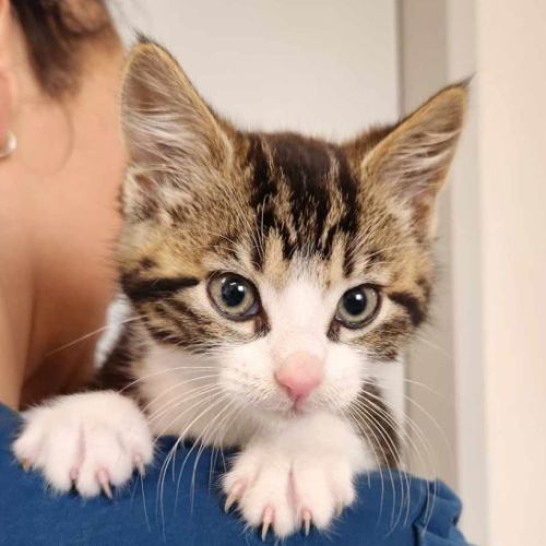 Percy - Located in Templestowe