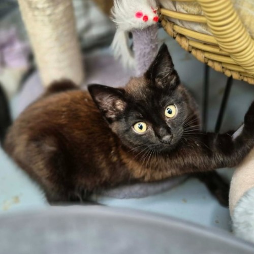 Malteser **2nd Chance Cat Rescue**