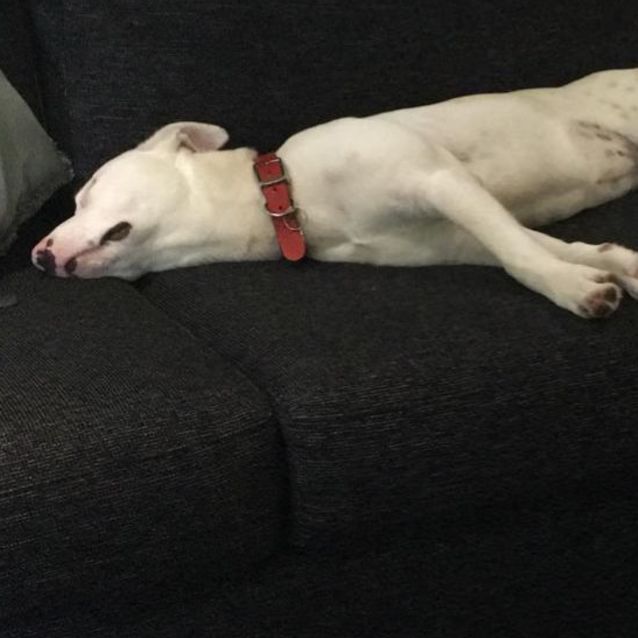 Photo of Lucy 