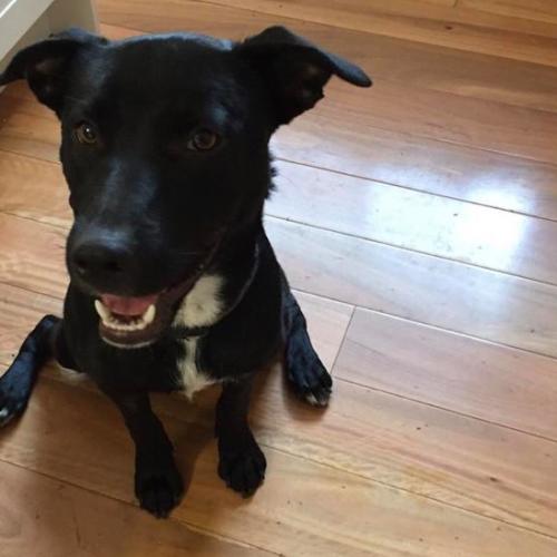 Bella (on adoption trial)
