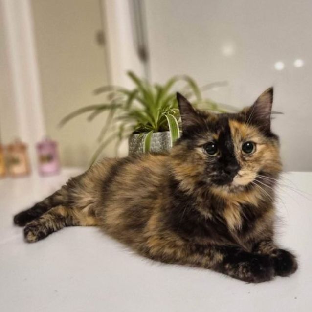 Photo of Angelica (Located In Werribee South)