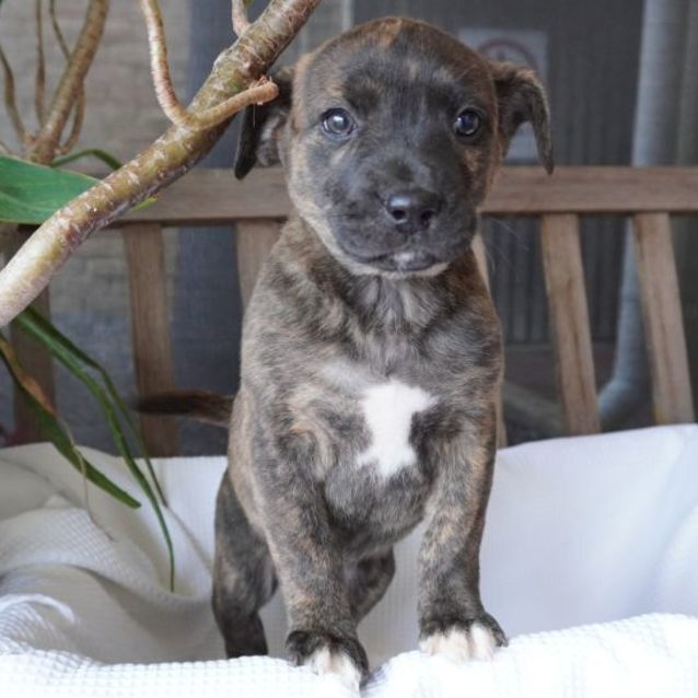 Photo of Enzo