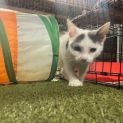 Photo of Snowball