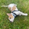 Photo of Camp Dog
