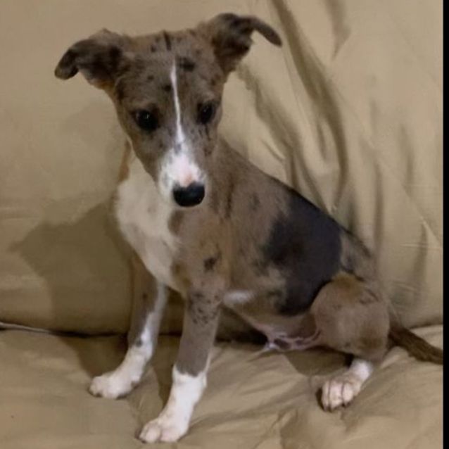 Blue merle whippet on sale