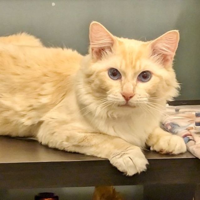 Photo of 🐈Figaro🐈