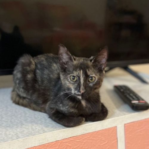 Tina