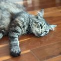 Photo of Freyja **2nd Chance Cat Rescue**