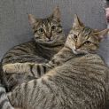 Photo of Lou Lou & Lemon ^Dandy Cat Rescue^