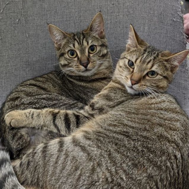 Photo of Lou Lou & Lemon ^Dandy Cat Rescue^