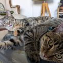 Photo of Houdini & Patch
