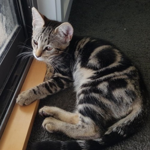 No photo for Willow