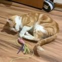 Photo of Mr Ginger
