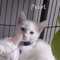 Photo of Pearl