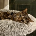 Photo of Sadie **2nd Chance Cat Rescue**