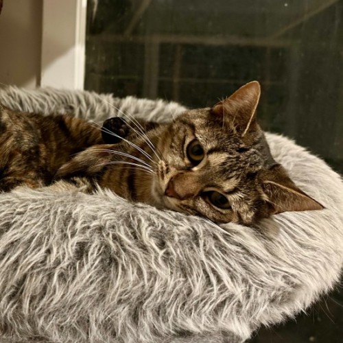 Sadie **2nd Chance Cat Rescue** - Domestic Short Hair Cat