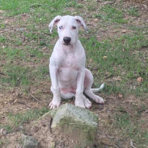 Bowie