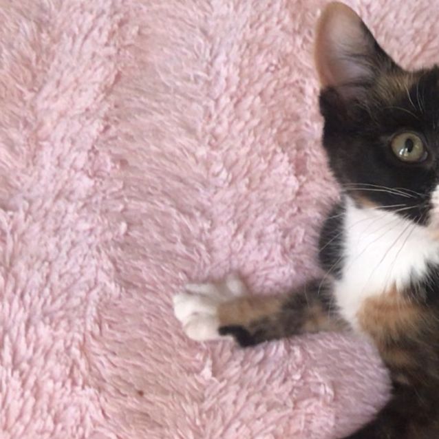 Photo of Cherry 