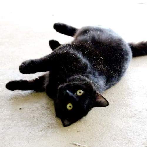 Kuro - chilled, affectionate, heart of gold 😎