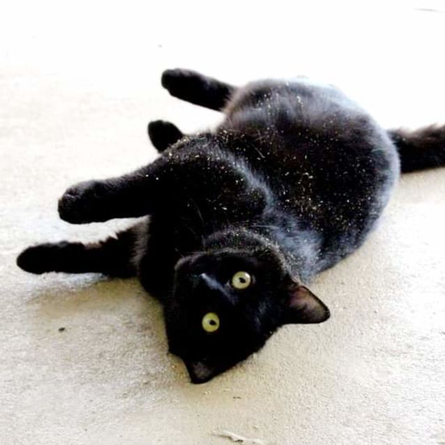 Photo of Kuro   Chilled, Affectionate, Heart Of Gold 😎