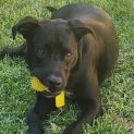 Photo of Buddy