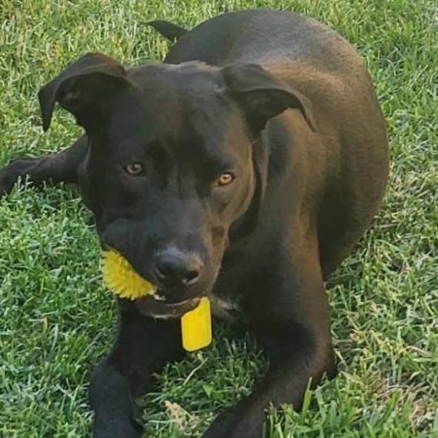 Photo of Buddy 