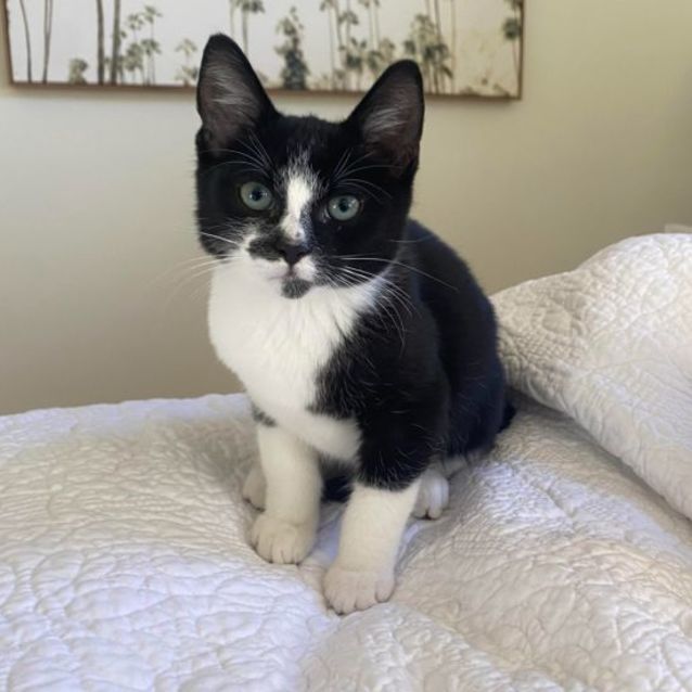 Photo of Tuxedo