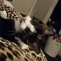 Photo of Alfie 😺😺
