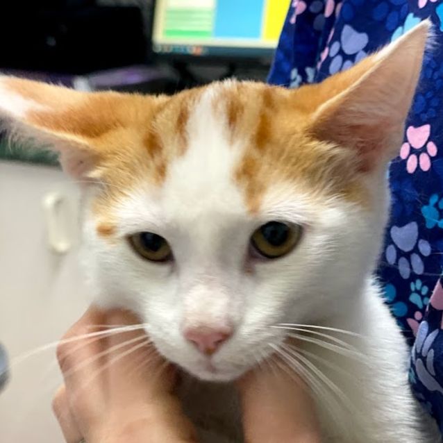 Photo of Twix